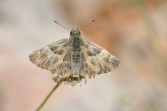 Muschampia orientalis