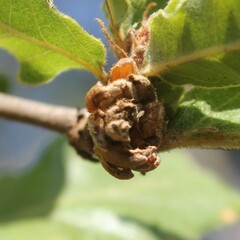 Andricus foecundatrix