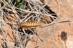 Zerynthia polyxena