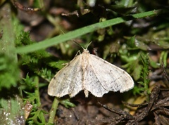 Idaea laevigata