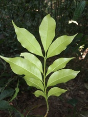 Trichilia tuberculata