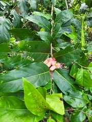 Ocotea leucoxylon