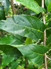 Ocotea leucoxylon