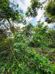 Ocotea leucoxylon