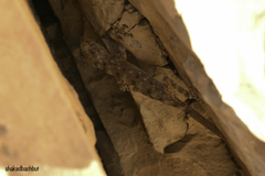Ptyodactylus guttatus