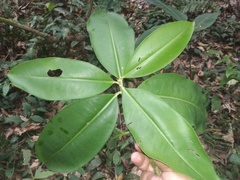 Stylogyne ardisioides