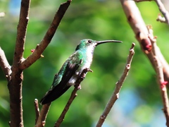 Anthracothorax prevostii