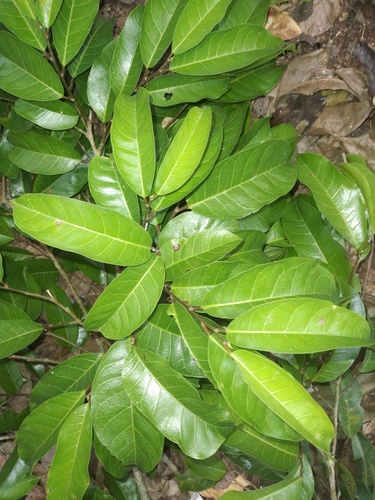 Clarisia biflora
