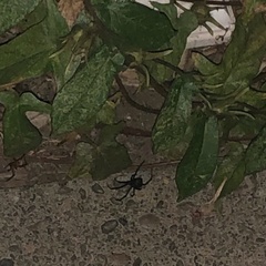 Latrodectus hesperus