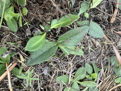 Helianthus heterophyllus