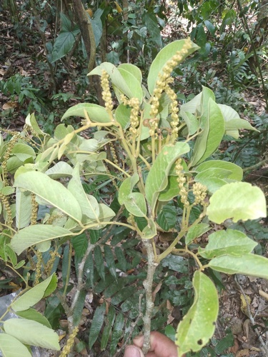 Lonchocarpus cultratus