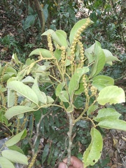 Lonchocarpus