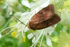 Eriopygodes imbecilla