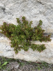 Acalypha radians