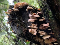 Auriculariales