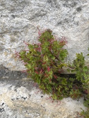 Acalypha radians