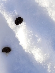 Sylvilagus floridanus