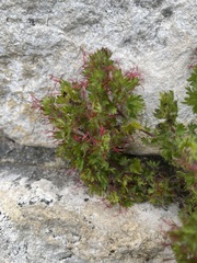 Acalypha radians