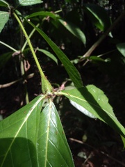 Cordia nodosa