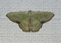 Metallochlora lineata