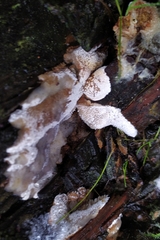Merulius tremellosus