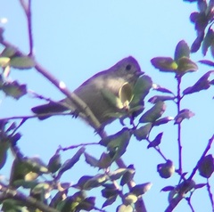 Baeolophus inornatus