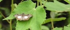 Theagenes aegides