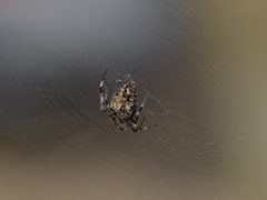 Neoscona orizabensis