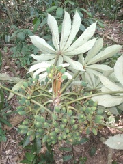 Pourouma cecropiifolia