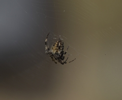 Neoscona orizabensis