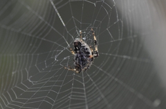 Neoscona orizabensis