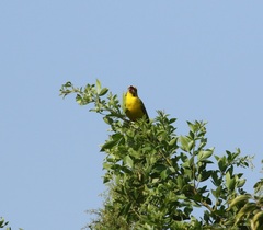 Crithagra flaviventris