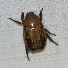 Anoplognathus concolor