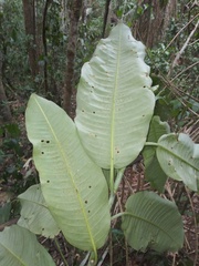 Sapium marmieri
