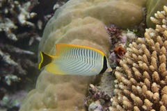 Chaetodon trifascialis