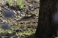Burhinus oedicnemus