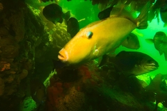 Meuschenia freycineti