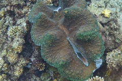 Tridacna gigas