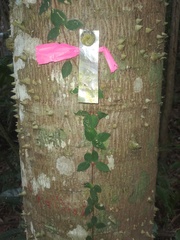 Dolichandra unguis-cati