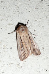 Leucania comma
