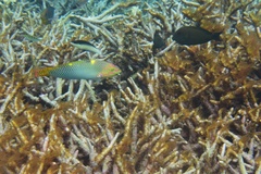 Halichoeres hortulanus