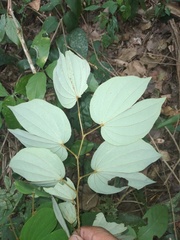 Bauhinia ungulata