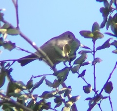 Baeolophus inornatus