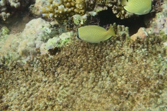 Chaetodon citrinellus