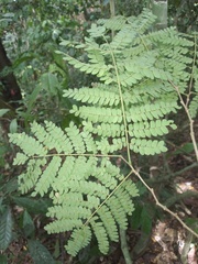 Cenostigma pluviosum