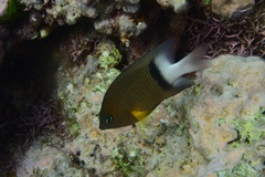 Plectroglyphidodon dickii