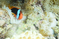 Amphiprion melanopus