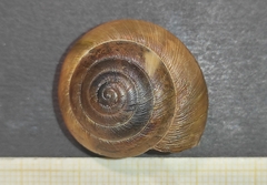 Allaegopis skanderbegianus