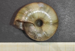 Allaegopis skanderbegianus