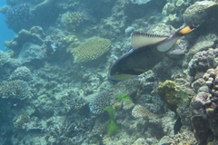 Balistoides viridescens